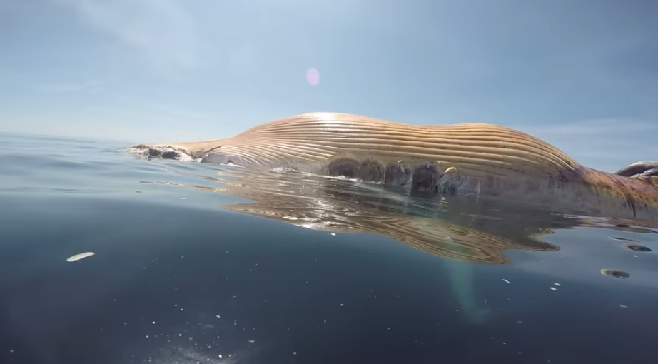 Surpriza uriasa pentru acest pescar cand a coborat sub apa camera de filmat. Ce se afla sub aceasta balena uriasa. VIDEO