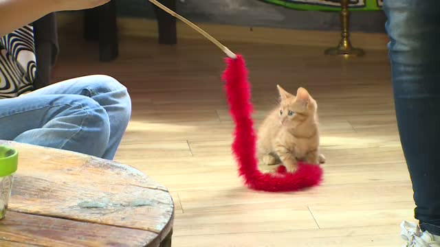 Cafeneaua cu pisici, noua moda care a prins si in Romania. Cum arata localul in care va puteti bucura de compania felinelor