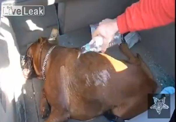 Imagini tulburatoare. Un caine a murit dupa ce stapanii l-au lasat 4 ore in masina, in soare, pentru a face cumparaturi