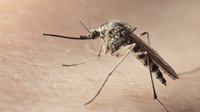 Cercetatorii brazilieni au facut o descoperire alarmanta despre virusul Zika