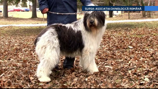 Ciobanescul mioritic si cel carpatin, cele doua rase canine cautate in Europa si recunoscute acum si la nivel international