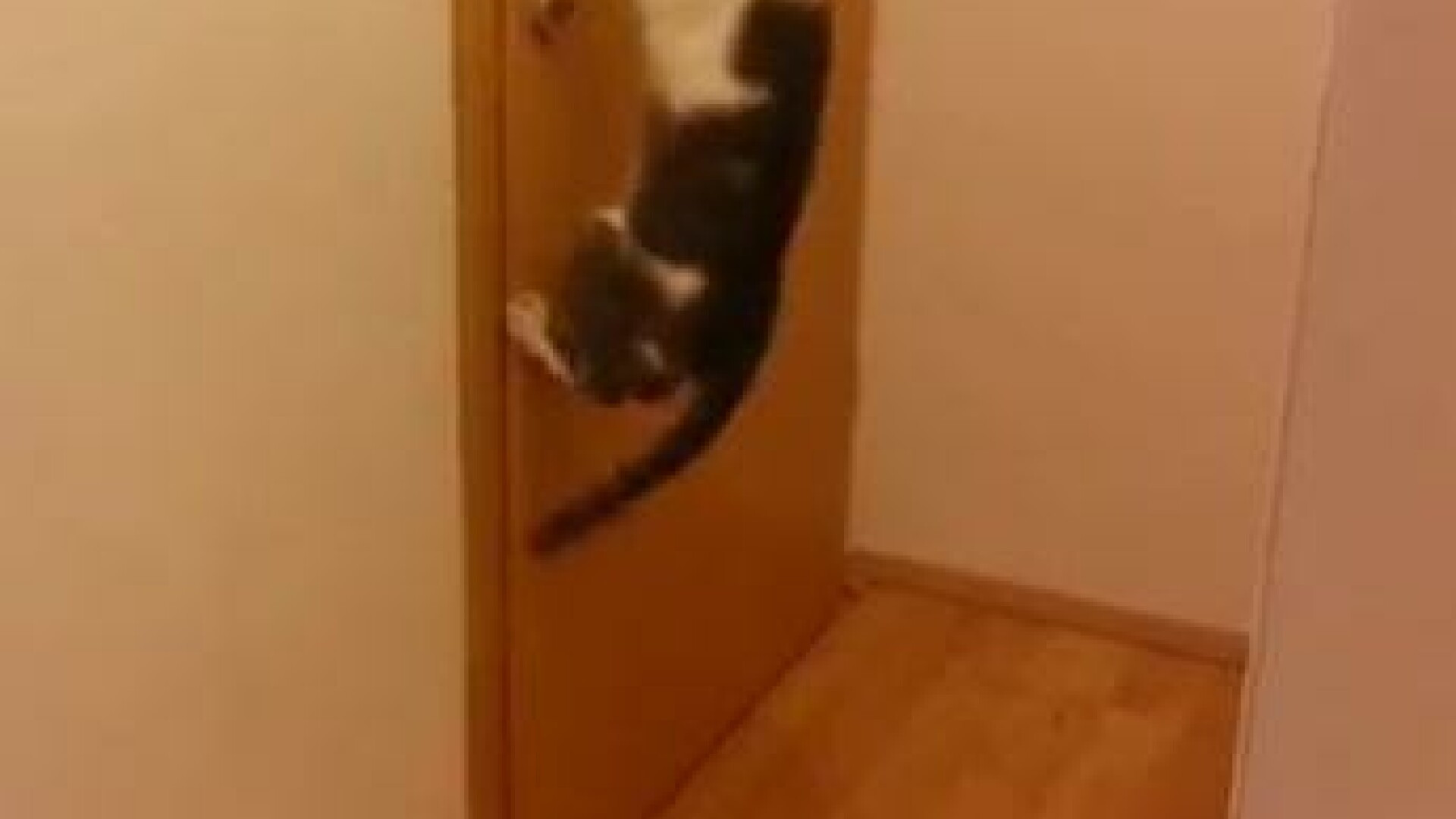 STUDIU: Pisicile nu sunt atat de dragute precum credem