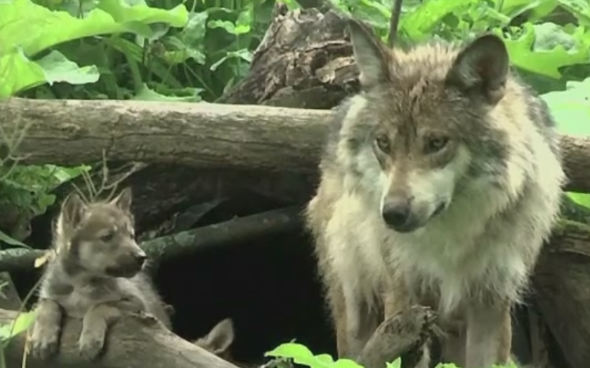 Sarbatoare intr-un parc zoologic din Illinois, dupa nasterea unor pui de lup dintr-o specie rara. Cum arata micutii