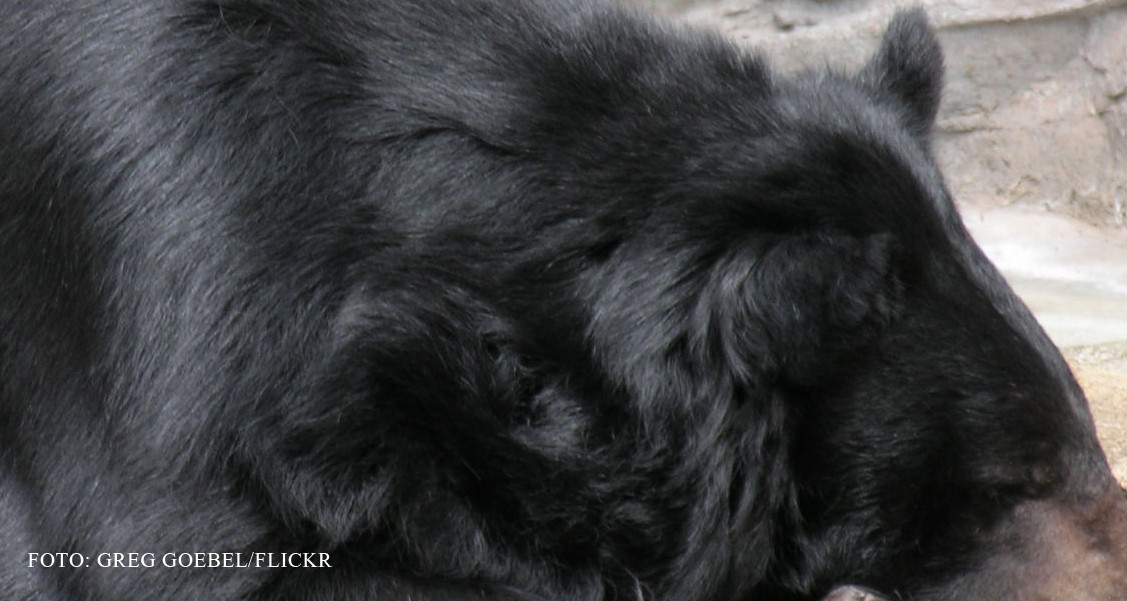 Ce surpriza a avut un chinez dupa ce a cumparat doi catelusi negri. "Mi s-a spus ca sunt buni pentru paza"