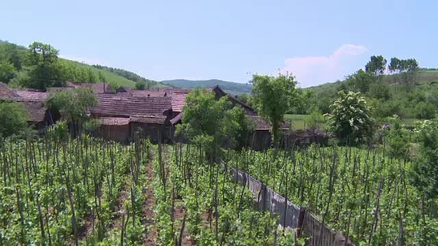 Belgieni in Romania - STIRI