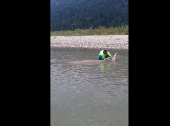 Un baiat de doar 9 ani a reusit sa prinda un "monstru" al apelor de peste 250 de kg. Incredibila sa isprava a fost filmata