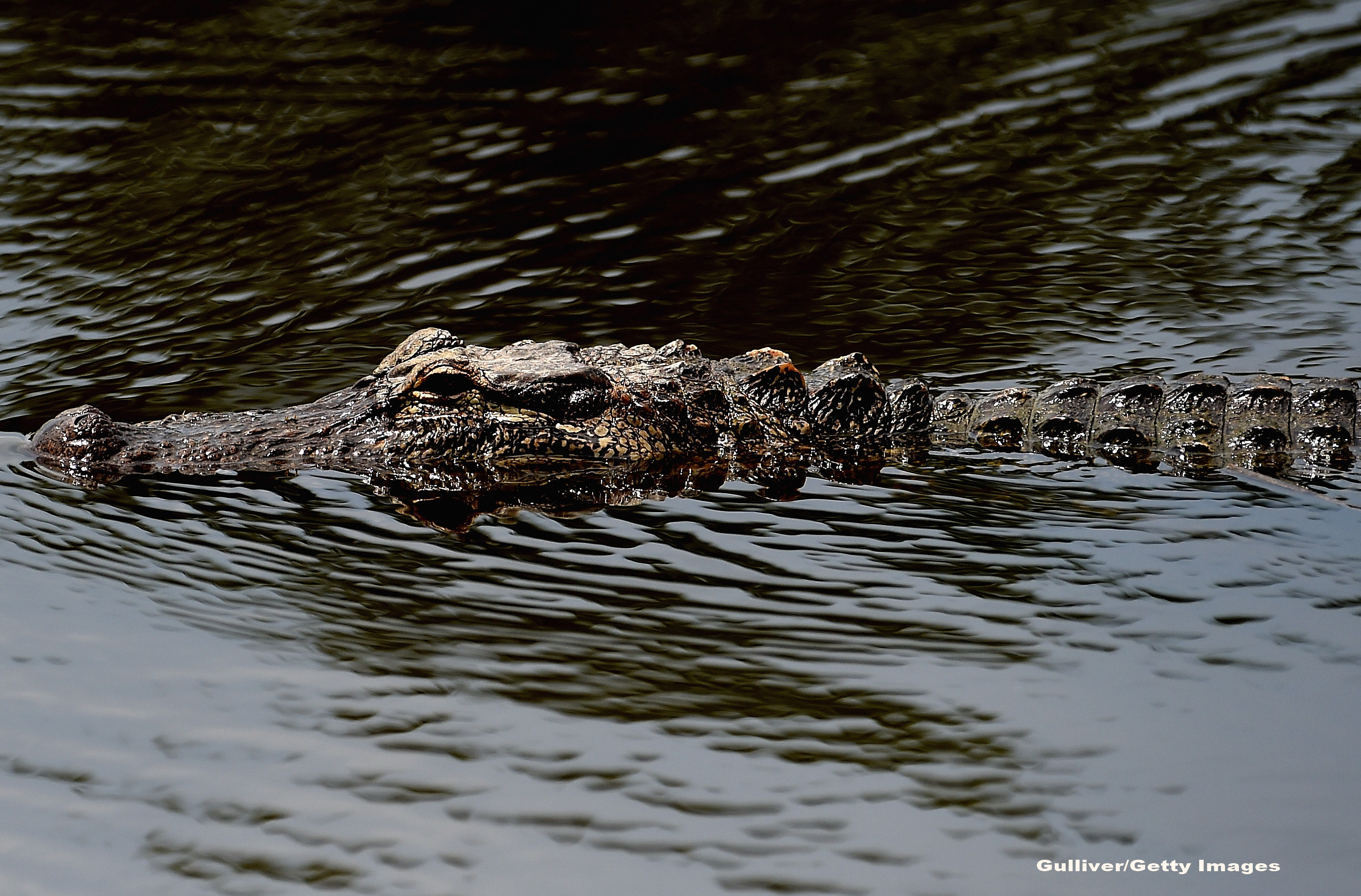 Un aligator a creat panica intr-un oras din SUA: descoperirea macabra pe care au facut-o cand s-au apropiat de el