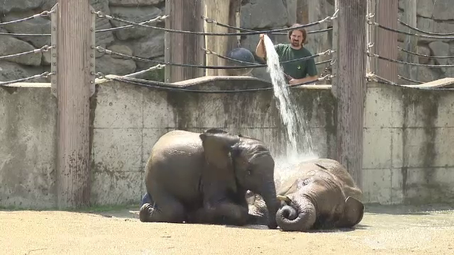 Canicula afecteaza animalele de la Gradina Zoologica din Viena. Elefantii primesc dusuri reci ca sa reziste