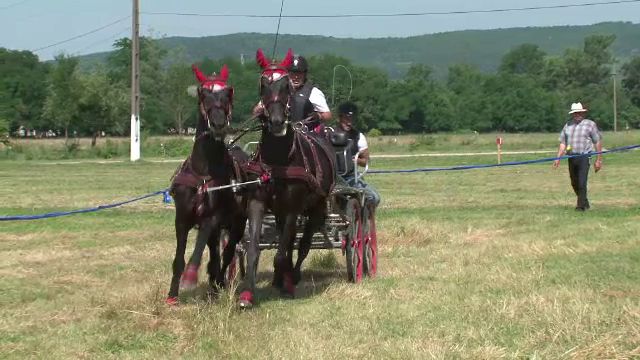 Campionat de atelaje la Bistrita-Nasaud. Cei mai scumpi cai din Romania s-au intrecut in curse cu obstacole