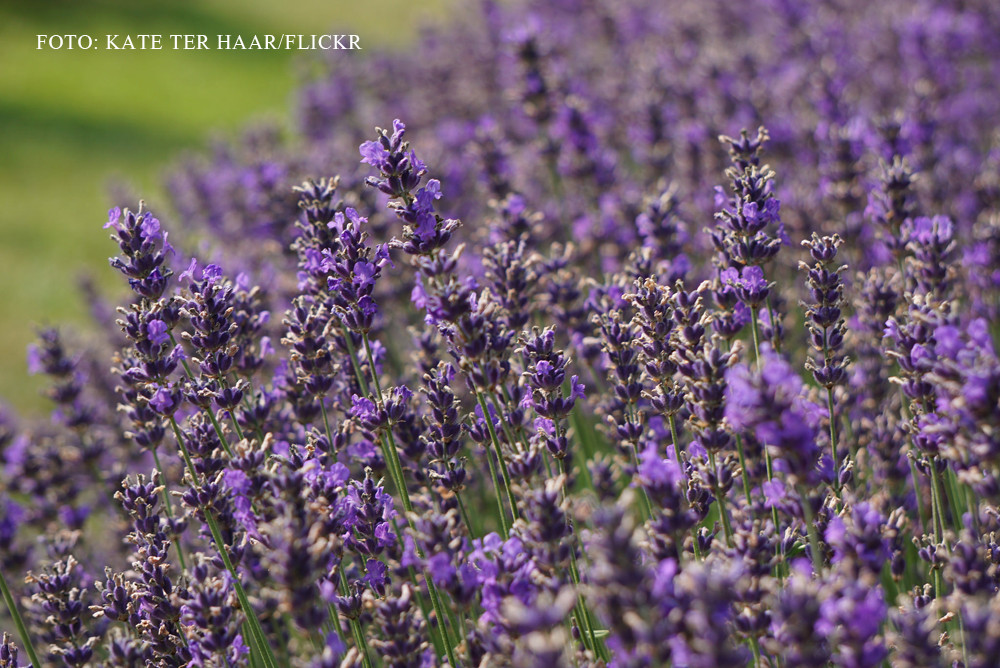 Dealurile din Transilvania incep sa se coloreze in violet. Cat de profitabile pot fi culturile de levantica