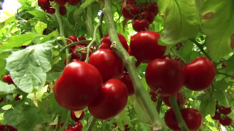 Rosiile romanesti au din nou gust, dar si un pret pe masura. Ce risca cei care nu pot demonstra ca produsele lor sunt "bio"