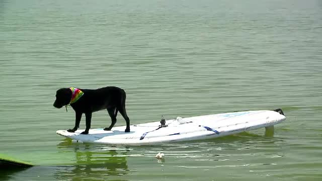 Tina, puiul de labrador care face senzatie la Mamaia. Demonstratie spectaculoasa pe ski-jet si windsurf