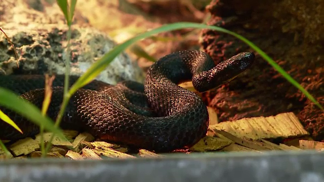 Barbat din Bistrita muscat de vipera in apropierea casei. Motivul pentru care a fost dus cu elicopterul SMURD la Tg. Mures