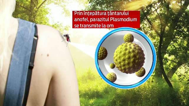 Doua cazuri de malarie in 24 de ore. Un barbat din Constanta a murit din cauza complicatiilor, al doilea bolnav e stabil