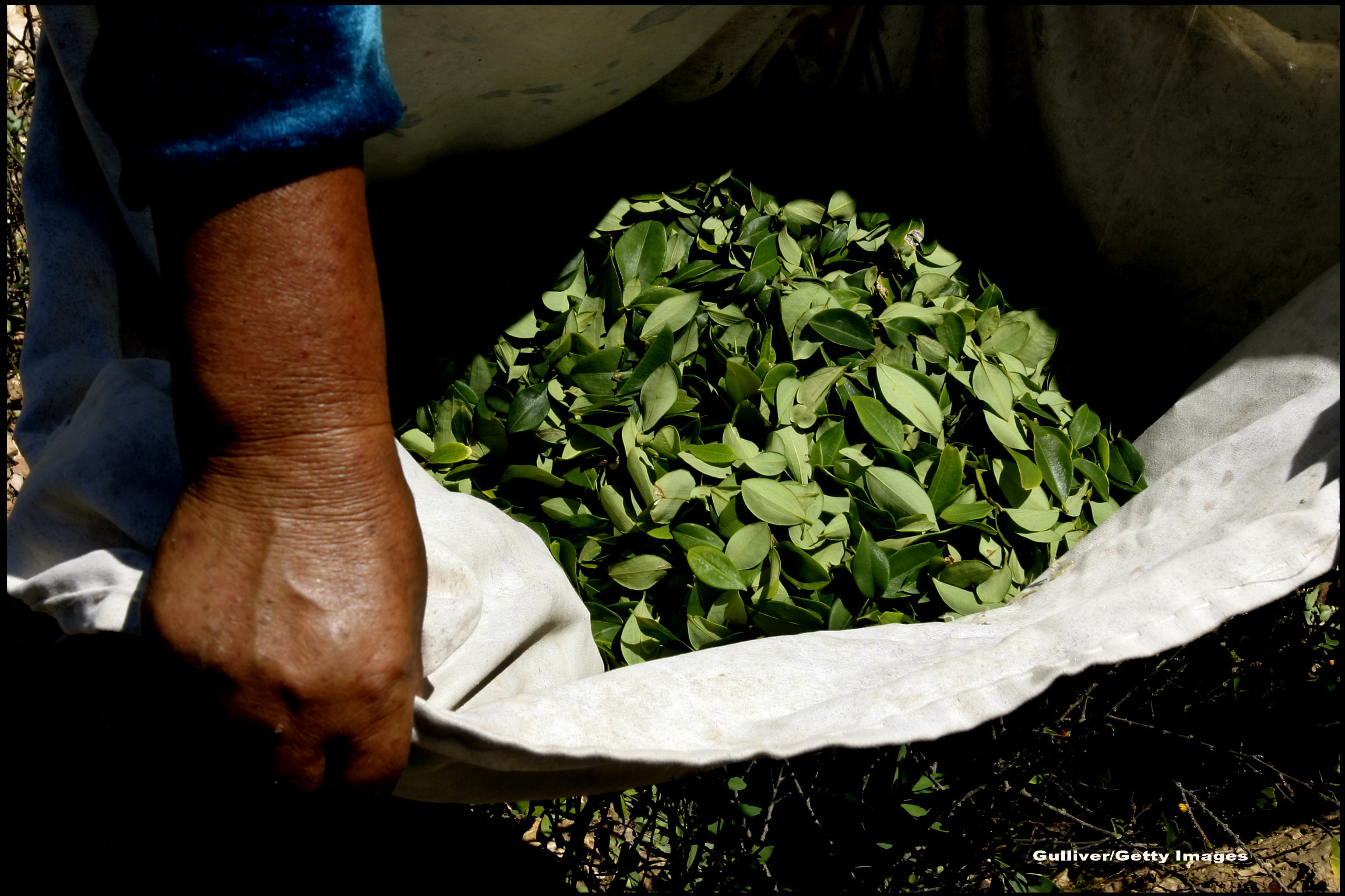 Coca in Bolivia - GETTY