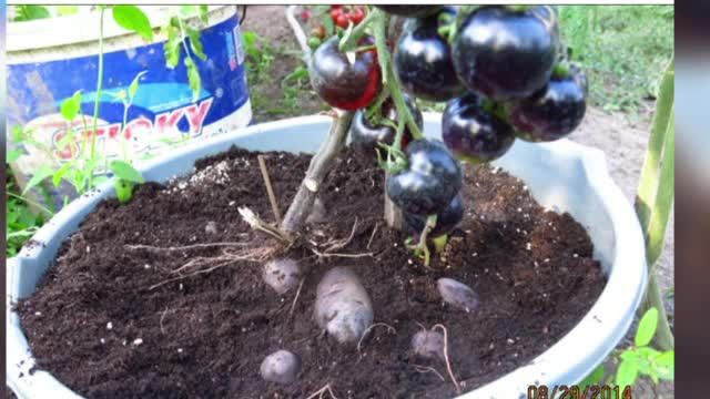 Cartoful care face rosii, "minunea" de langa Targu Neamt. Planta creata de nea Vali i-a cucerit pe toti cei care au gustat-o