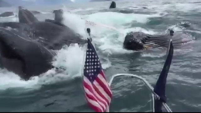 Un cuplu a surprins un moment unic, in timpul unei plimbari cu barca. Cand au vazut ce se intampla, au scos camera de filmat