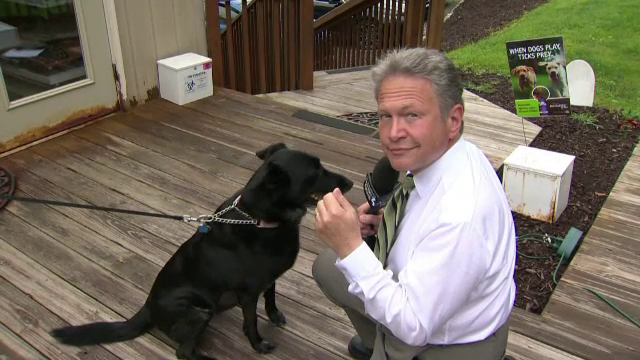 Ii tot dispareau elasticele de par si lenjeria intima. Ce a descoperit o tanara din SUA cand si-a dus cainele la veterinar