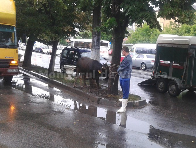 Fiesta cu taur pe strazile din Focsani. Animalul a fost prins intr-o statie de autobuz din oras