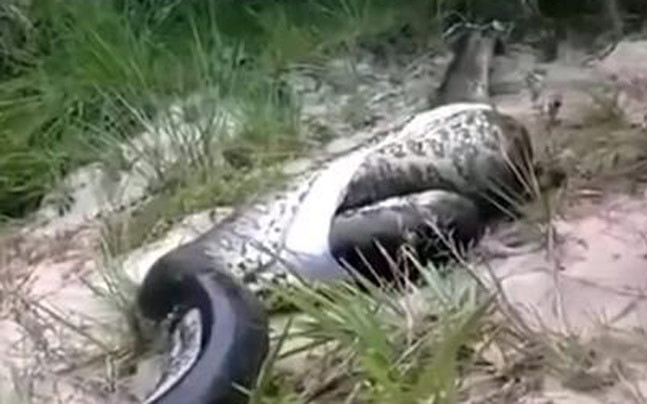 Momentul in care un grup de sateni sud americani da peste un anaconda mort si il taie. Ce au gasit in interiorul sau. VIDEO