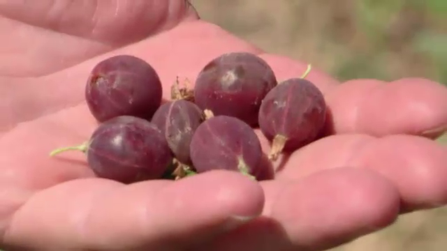 A renuntat la jobul dintr-o multinationala si si-a facut propria plantatie cu agrise. Ce profit scoate la hectar