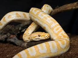 Prietenia neobisnuita dintre o fetita de 2 ani si un piton de aproape 5 metri lungime si 83 de kilograme. FOTO