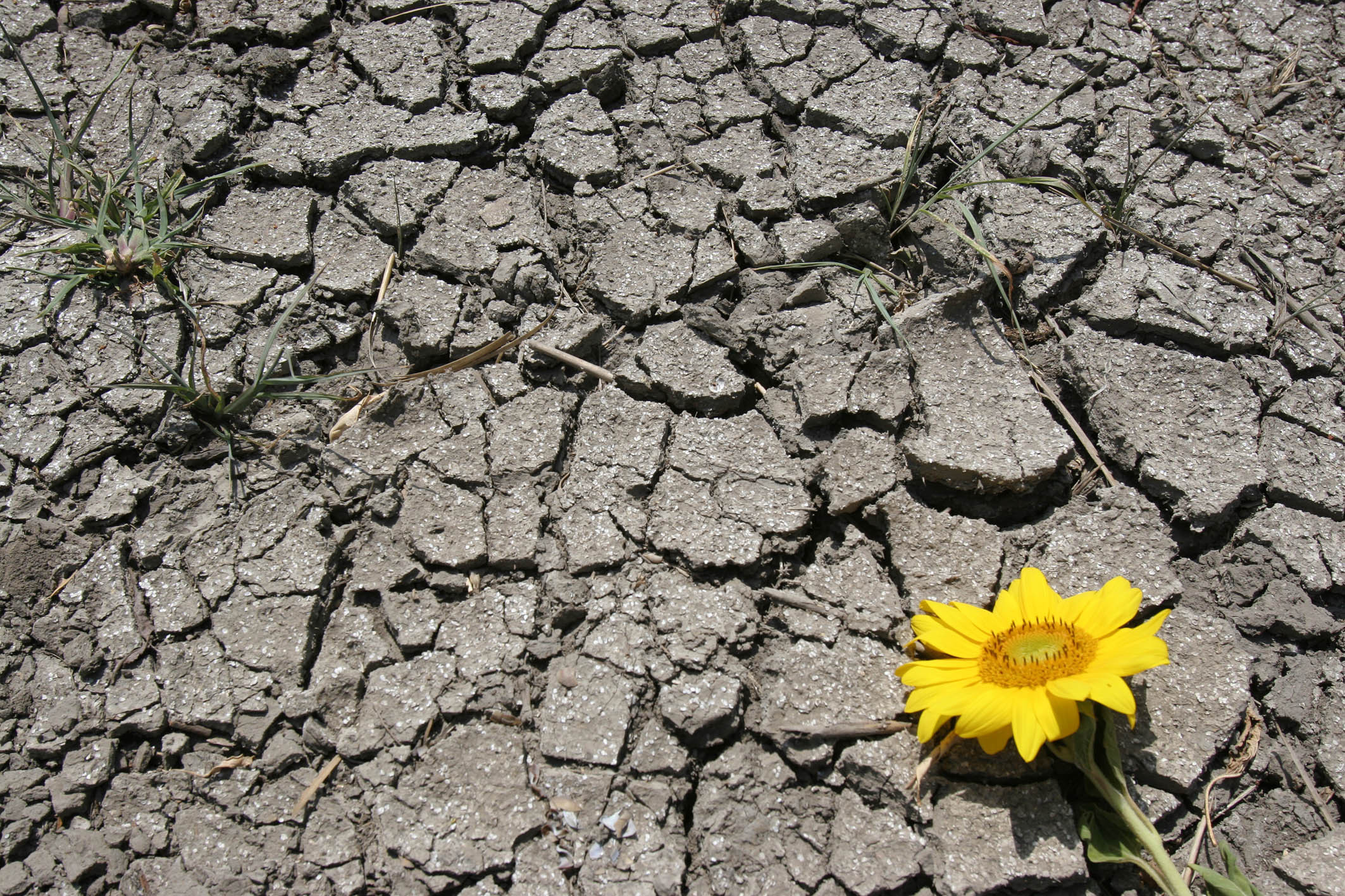 Seceta, zone aride in locul campiilor si veri mai calde. Efectele incalzirii globale asupra Romaniei in urmatorii ani