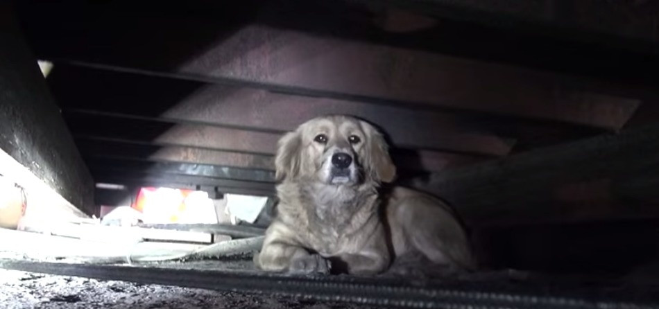 O catelusa abandonata face un atac de panica in momentul in care este salvata de pe strazi. Ce se intampla apoi este uimitor