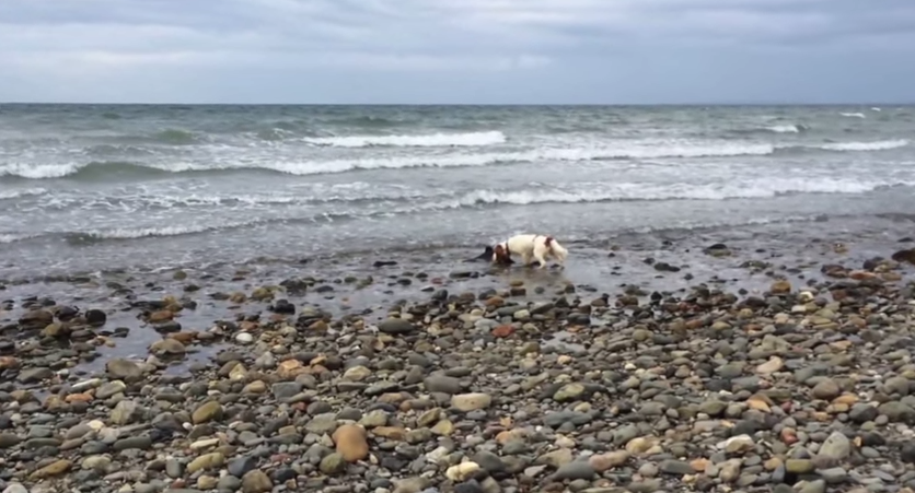 Si-a auzit cainele latrand pe plaja, dar nu se astepta sa descopere asa ceva. Ce a vazut cand s-a apropiat: VIDEO