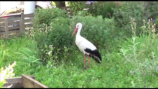 Barza Alina din Polonia s-a ratacit printre blocurile din Campulung Muscel. Locuitorii au gasit-o slabita si obosita