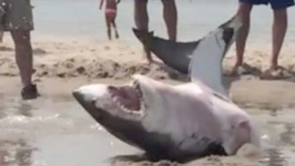 Scene spectaculoase pe o plaja din Statele Unite. Ce s-a intamplat dupa ce un rechin a esuat in mijlocul turistilor. VIDEO