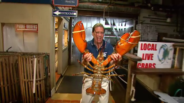 Un homar urias a devenit mascota unui restaurant din New York: "E aproape ca un dinozaur. Vreau sa moara de batranete"