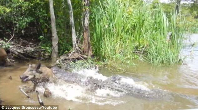 Au ademenit cu mancare un porc intr-un rau plin cu aligatori. Scenele filmate de turisti dintr-o barca