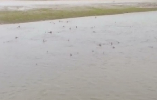 Invazie de rechini pe coastele engleze. Zeci de exemplare au ajuns aproape de mal, odata cu fluxul