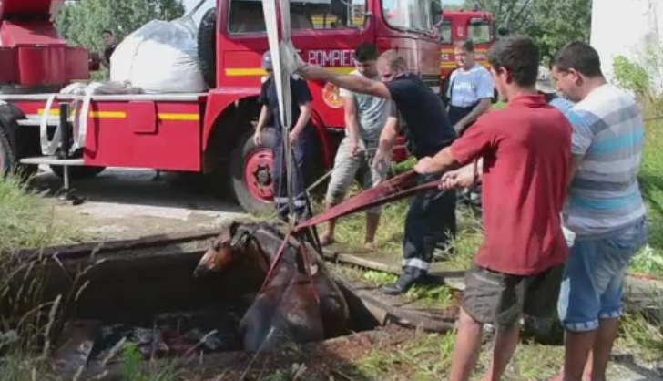 Interventie dificila a pompierilor din Covasna, dupa ce un cal a cazut intr-un put plin cu apa. In ce stare se afla animalul