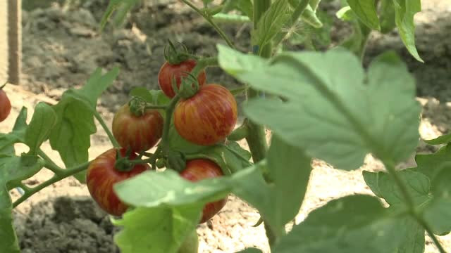 Rosia care arata ca o capatana de usturoi, vinetele albe sau castravetele galben. Legumele atipice, tot mai cautate in piete