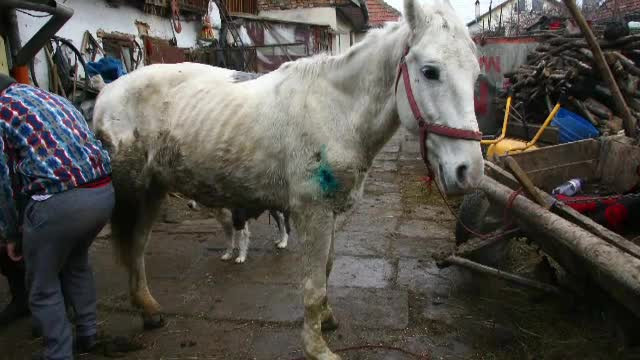 Calul Blanco - STIRI