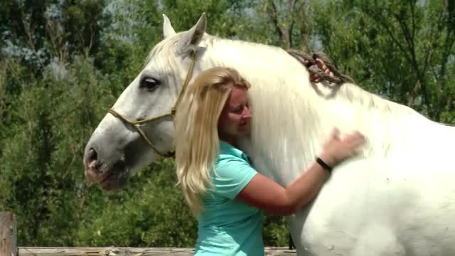 Calul Blanco - STIRI