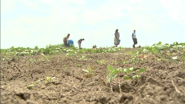 Locul din Romania in care n-a mai cazut o picatura de ploaie de cateva luni. Agricultorii vorbesc despre un blestem