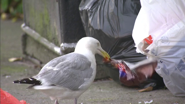 Atacul pescarusilor din Cornwall. Ce patesc oamenii care merg pe strada cu mancare in mana