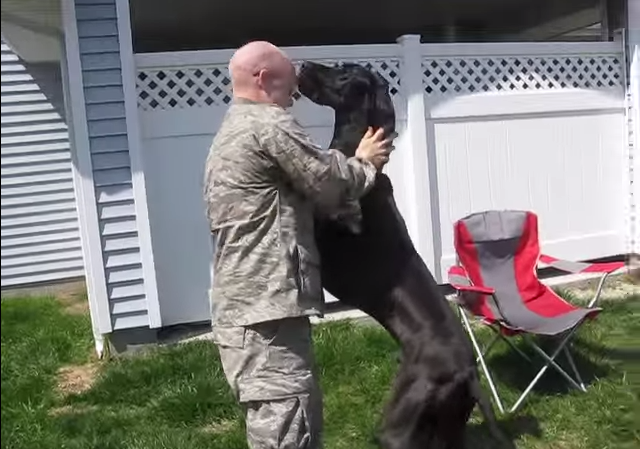 Cum reactioneaza Emmit, un caine urias, cand isi revede stapanul intors din armata. Clipul viral de 7 milioane de afisari