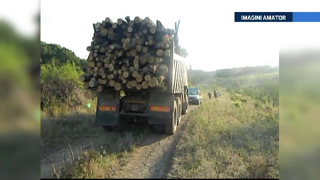 Cum a defrisat un barbat din Dolj o padure. Jandarmii l-au prins cand isi incarca basculanta cu lemn de stejar