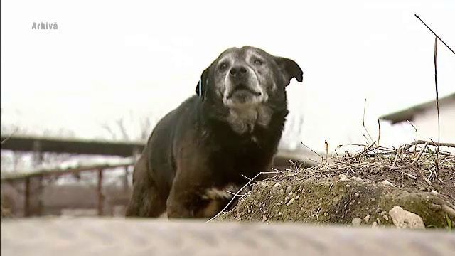 Caz socant in Judetul Alba. O femeie de 76 de ani a fost omorata de cainii din curte