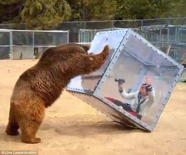 Momentul in care un urs ataca o femeie, inchisa intr-o cutie transparenta. Concursul bizar, inventat de japonezi. VIDEO