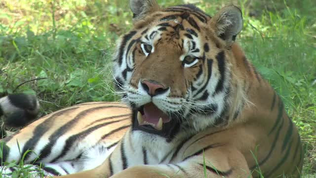 Cum arata o nunta la care rolul mirilor e jucat de doi tigri bengalezi. Eveniment cu confeti si gogosi la ZOO Ploiesti