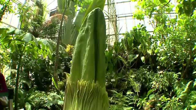 O gradina botanica din SUA se pregateste de un eveniment care se intampla la cativa ani. O uriasa floare-cadavru va inflori