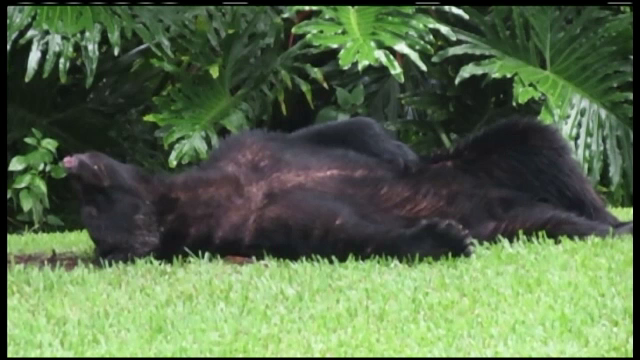 Ce se intampla cand un urs devoreaza 10 kg de mancare pentru caini. Intamplarea de care a avut parte o familie din SUA