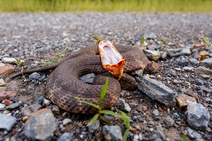Alerta in localitatea Ovidiu, dupa ce un sarpe de peste un metru lungime a aparut pe o strada. Cum au reactionat localnicii