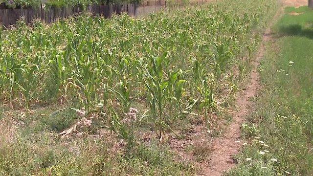 Fantani secate, culturi distruse si localnici disperati. Satele din Romania in care nu a mai plouat de luni bune