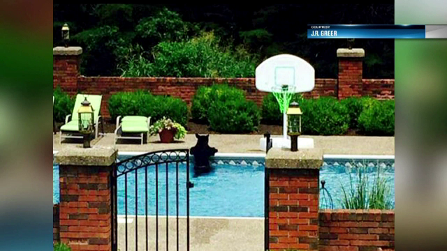 Cum se racoreste un urs intr-o zi torida. O familie din SUA a privit de la fereastra cum animalul se scalda in piscina